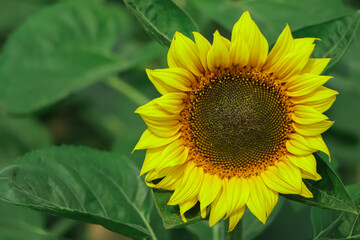 sunflower closeup in garden