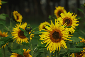 Obraz premium sunflower background in garden