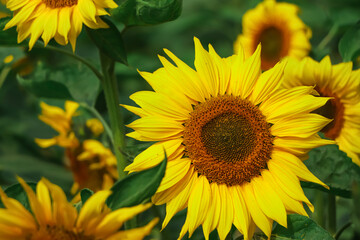 sunflower closeup in garden