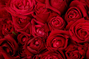 Close up of red roses and water drops.