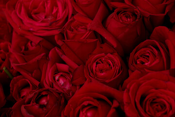 Red rose close up background