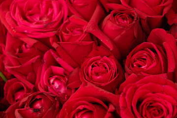 Bouquet of fresh roses, flower bright background.