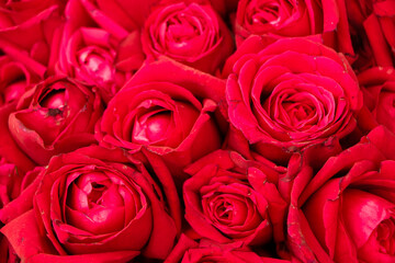 Bouquet of red roses background. Top view