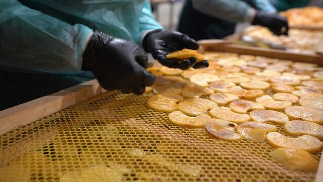 Dried fruits making process. Worker preparing dried kinglet in fruit factory. Making Dried kinglet in production line.  Autumn preserved food concept. Healthy, organic food.  