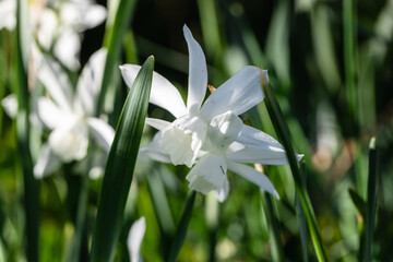 Pure White Daffodil Flowers Blooming in the Spring. White Narcissus Flowers.