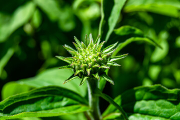 Fine wild growing flower aster false sunflower on background meadow