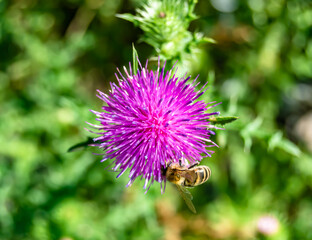 Beautiful wild flower winged bee on background foliage meadow
