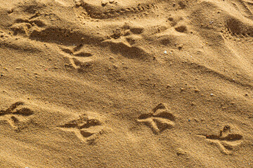 Birds footprints on sand beach in sunny day