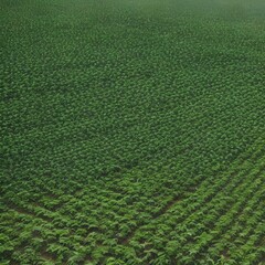 Rubber tree farming and plantation - generative ai