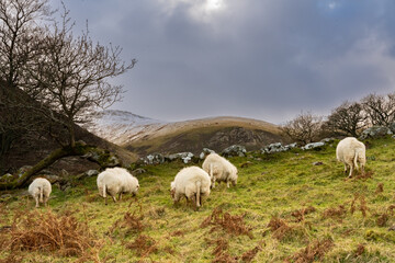 Fototapeta premium Views around Aber Falls in winter in North Wales