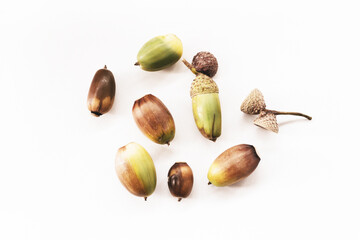green and brown acorns lie on a white surface