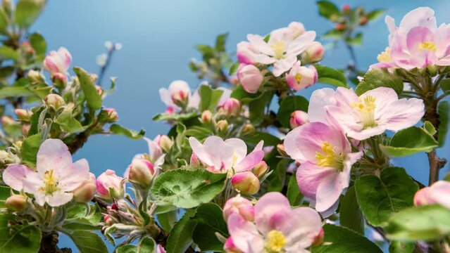 Time lapse closeup of opening beautiful pink and white apple blossoms on a branch, with blue background
