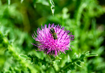Beautiful wild flower winged bee on background foliage meadow