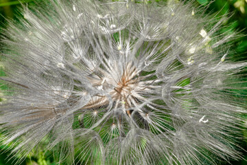 Beautiful wild growing flower seed dandelion on background meadow
