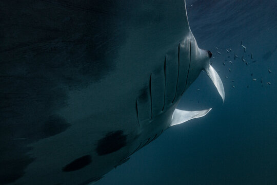 Manta ray swimming close to the ocean surface