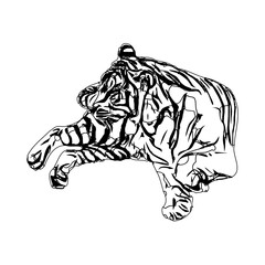 Black and white sketch of a tiger with transparent background