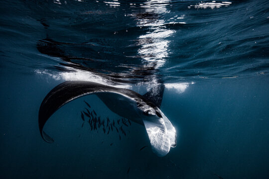 Manta ray swimming close to the ocean surface