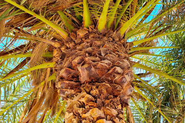 Close-up of the trunk of a large green tropical palm tree.