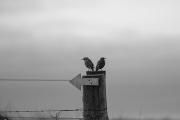 An arrow points the way, 2 Starlings perched on a fencepost not sure which way to go. 