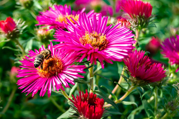 Beautiful wild flower winged bee on background foliage meadow