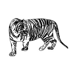 Black and white sketch of a tiger with transparent background