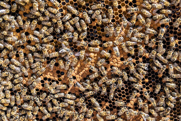 Abstract hexagon structure is honeycomb from bee hive filled