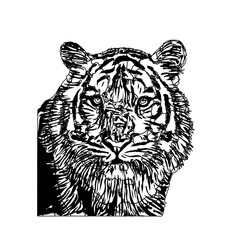 Fototapeta premium Black and white sketch of a tiger with transparent background