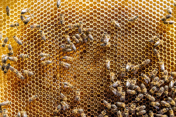 Abstract hexagon structure is honeycomb from bee hive filled