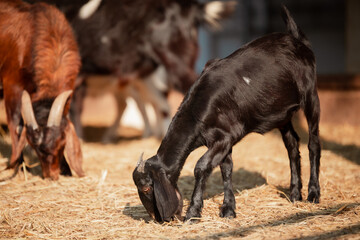 Brown cow in the lao country.