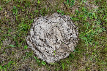 Photography on theme fresh cow dung lies on manure animal farm