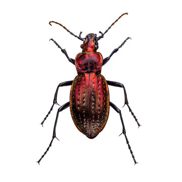 European ground beetle