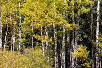 Dense Aspen