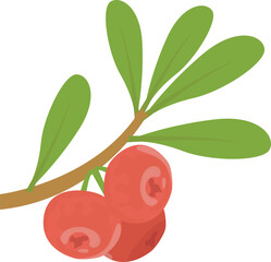 fruits fresh and cocktail