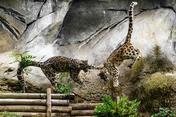 leopard in zoo