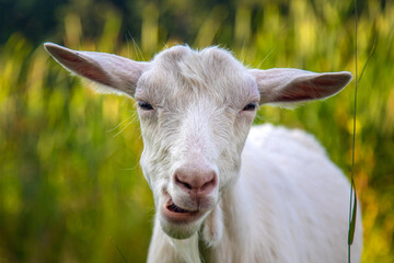 portrait of a white goat looking into the lens against the background of a green pasture