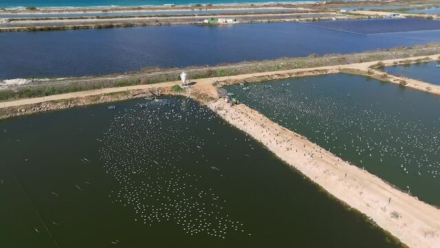 Fish farm feeding with a large flock of Gulls circling around