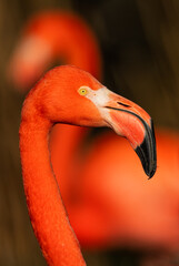 Fototapeta premium American Flamingo - Phoenicopterus ruber, portrait of beautiful colored water bird from coasts and fresh waters of Latin America, Mexico.