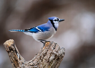 blue jay