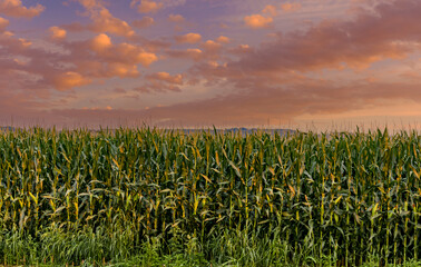 A View of Corn Waiting to be Harvested During the Golden Hour on a Summer Day