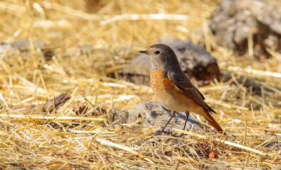 Common Redstart ( Phoenicurus phoenicurus) is a songbird commonly found in Asia, Europe and Africa. It is a common species in Turkey.