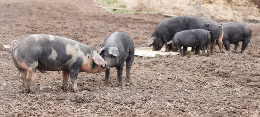 Das gemeine bio Hausschwein erfreut sich bester Gesellschaft mit viel Ruhe und Auslauf!