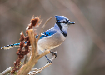 bluejay