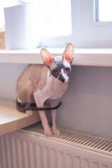 Sphynx cat lies basking on a warm radiator. High quality photo