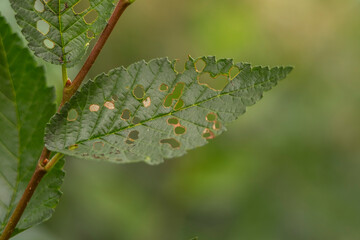 Detail of a tree leaf with holes produced by some worm.
