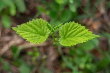 Young inflorescence of grapes on the vine close-up. Grape vine with young leaves .