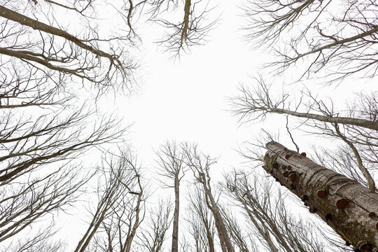 Buchenwald im Steigerwald