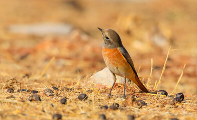 Common Redstart ( Phoenicurus phoenicurus) is a songbird commonly found in Asia, Europe and Africa. It is a common species in Turkey.