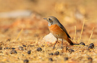 Common Redstart ( Phoenicurus phoenicurus) is a songbird commonly found in Asia, Europe and Africa. It is a common species in Turkey.