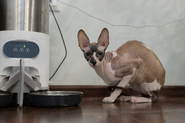 cute sphinx cat sitting near the feed looking at the camera. High quality photo