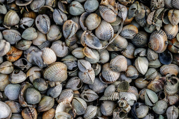 Nordsee, Carolinensiel, Strand, Flut und Ebbe